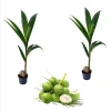 2 Live Dwarf Malayan Coconut Plants - Green Coconut Tree, 6-8 Inches Tall, Cold Hardy Outdoor - Image 1