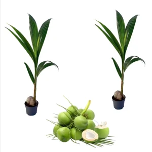 2 Live Dwarf Malayan Coconut Plants - Green Coconut Tree, 6-8 Inches Tall, Cold Hardy Outdoor - Image 1