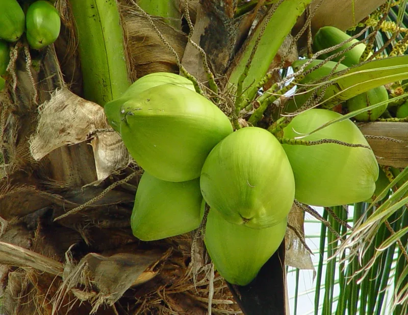 2 Live Dwarf Malayan Coconut Plants - Green Coconut Tree, 6-8 Inches Tall, Cold Hardy Outdoor - Image 7