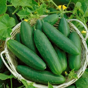2 Marketmore Cucumber Live Plants - Heirloom Vegetable for Garden, 3-5 Inch Tall - Image 2