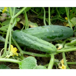 2 Marketmore Cucumber Live Plants - Heirloom Vegetable for Garden, 3-5 Inch Tall - Image 4