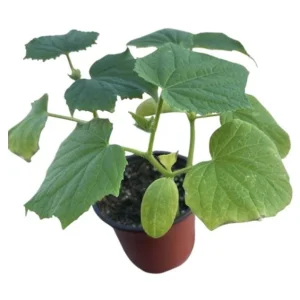 2 Marketmore Cucumber Live Plants - Heirloom Vegetable for Garden, 3-5 Inch Tall - Image 9