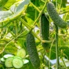 2 Marketmore Cucumber Live Plants - Heirloom Vegetable for Garden, 3-5 Inch Tall - Image 1