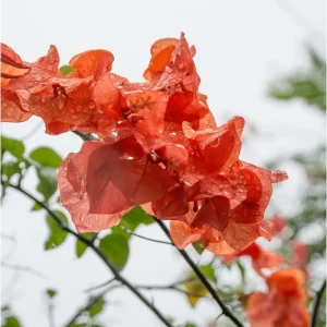 2 Pack Fire Opal Bougainvillea Live Plant, Orange, 4-8 Inch Tall, Outdoor - Image 2