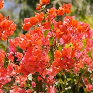 2 Pack Fire Opal Bougainvillea Live Plant, Orange, 4-8 Inch Tall, Outdoor - Image 3