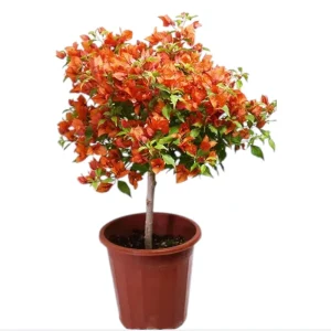 2 Pack Fire Opal Bougainvillea Live Plant, Orange, 4-8 Inch Tall, Outdoor - Image 6