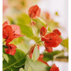 2 Pack Fire Opal Bougainvillea Live Plant, Orange, 4-8 Inch Tall, Outdoor - Image 7