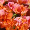 2 Pack Fire Opal Bougainvillea Live Plant, Orange, 4-8 Inch Tall, Outdoor - Image 1