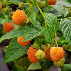2 Raspberry Plants - Live Berry Bush Starter Plants - 4-6 Inch Tall - Outdoor Garden - Image 2