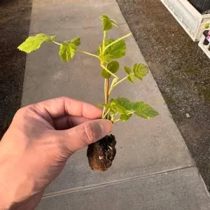 2 Raspberry Plants - Live Berry Bush Starter Plants - 4-6 Inch Tall - Outdoor Garden - Image 3