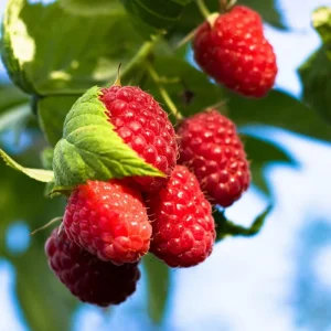 2 Raspberry Plants - Live Berry Bush Starter Plants - 4-6 Inch Tall - Outdoor Garden - Image 4