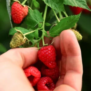 2 Raspberry Plants - Live Berry Bush Starter Plants - 4-6 Inch Tall - Outdoor Garden - Image 5