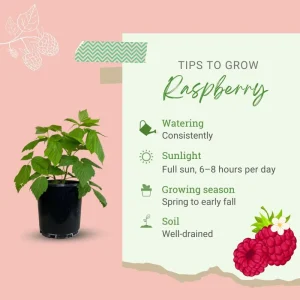 2 Raspberry Plants - Live Berry Bush Starter Plants - 4-6 Inch Tall - Outdoor Garden - Image 7