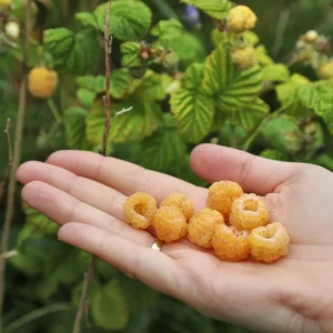 2 Raspberry Plants - Live Berry Bush Starter Plants - 4-6 Inch Tall - Outdoor Garden - Image 8