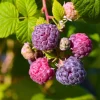 2 Raspberry Plants - Live Berry Bush Starter Plants - 4-6 Inch Tall - Outdoor Garden - Image 1