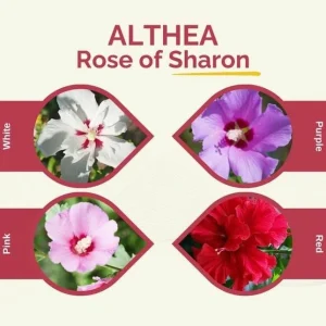 2 Red Rose of Sharon Althea Live Plants, Bareroot, 12-18 Inch, Winter Hardy Shrubs - Image 10