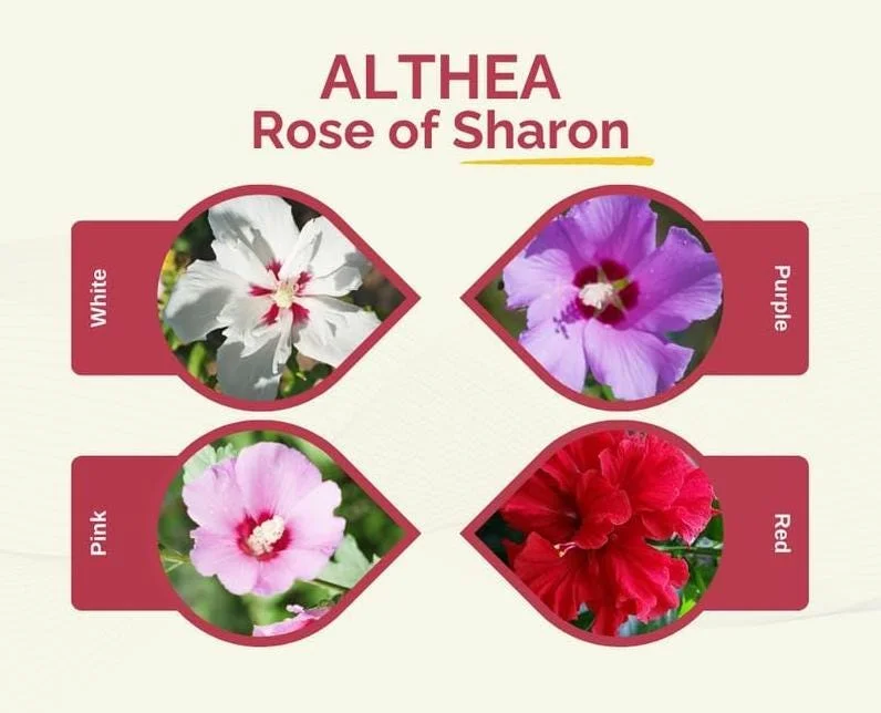 2 Red Rose of Sharon Althea Live Plants, Bareroot, 12-18 Inch, Winter Hardy Shrubs - Image 10