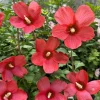 2 Red Rose of Sharon Althea Live Plants, Bareroot, 12-18 Inch, Winter Hardy Shrubs - Image 1