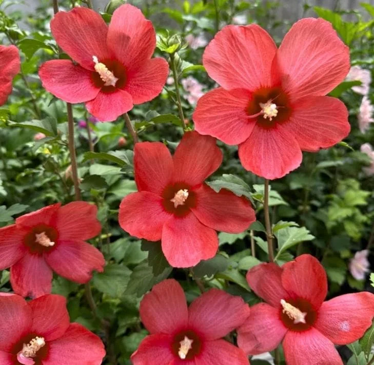 2 Red Rose of Sharon Althea Live Plants, Bareroot, 12-18 Inch, Winter Hardy Shrubs - Image 1