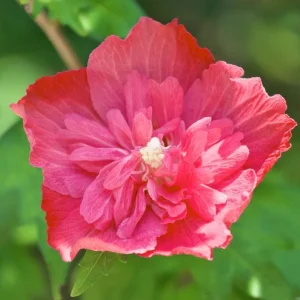 2 Red Rose of Sharon Althea Live Plants, Bareroot, 12-18 Inch, Winter Hardy Shrubs - Image 4