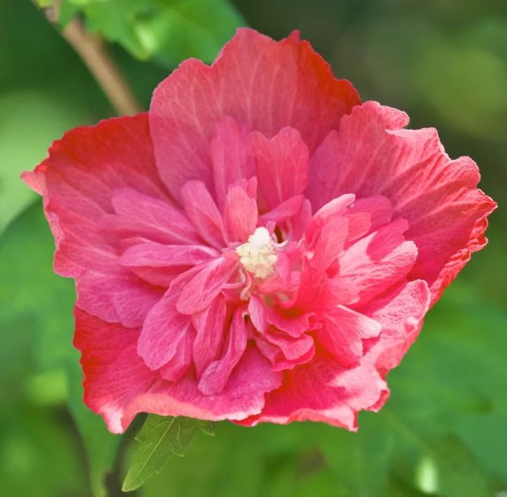 2 Red Rose of Sharon Althea Live Plants, Bareroot, 12-18 Inch, Winter Hardy Shrubs - Image 4