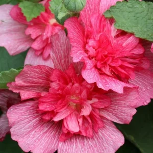 2 Red Rose of Sharon Althea Live Plants, Bareroot, 12-18 Inch, Winter Hardy Shrubs - Image 5