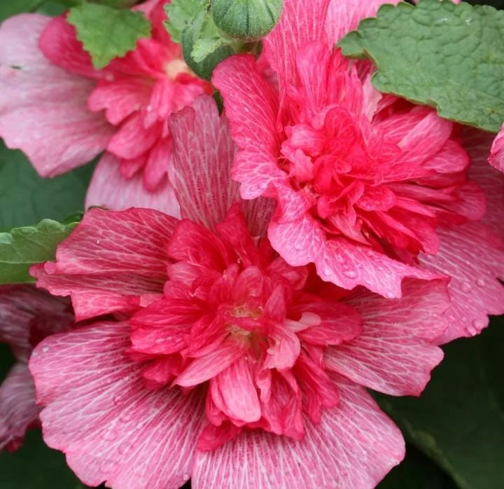 2 Red Rose of Sharon Althea Live Plants, Bareroot, 12-18 Inch, Winter Hardy Shrubs - Image 5