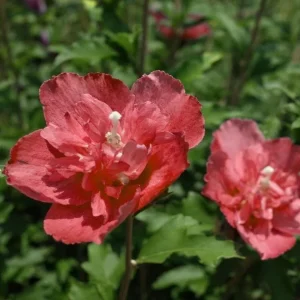 2 Red Rose of Sharon Althea Live Plants, Bareroot, 12-18 Inch, Winter Hardy Shrubs - Image 6