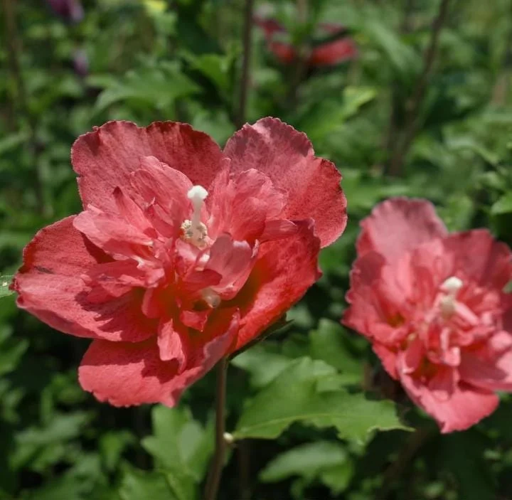 2 Red Rose of Sharon Althea Live Plants, Bareroot, 12-18 Inch, Winter Hardy Shrubs - Image 6