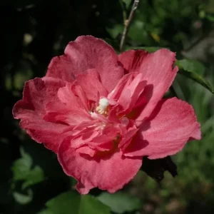 2 Red Rose of Sharon Althea Live Plants, Bareroot, 12-18 Inch, Winter Hardy Shrubs - Image 7