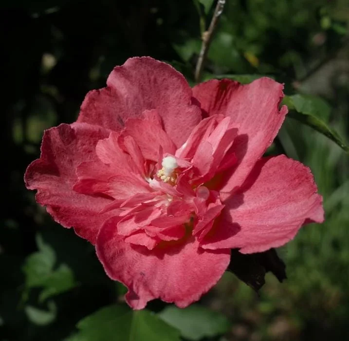 2 Red Rose of Sharon Althea Live Plants, Bareroot, 12-18 Inch, Winter Hardy Shrubs - Image 7