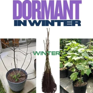 2 Red Rose of Sharon Althea Live Plants, Bareroot, 12-18 Inch, Winter Hardy Shrubs - Image 8