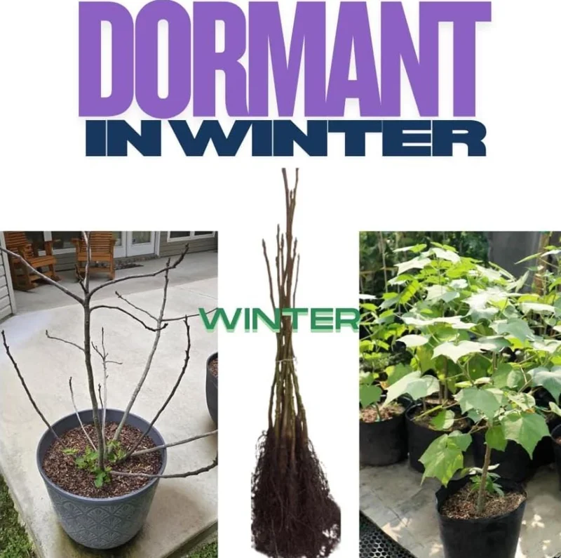 2 Red Rose of Sharon Althea Live Plants, Bareroot, 12-18 Inch, Winter Hardy Shrubs - Image 8