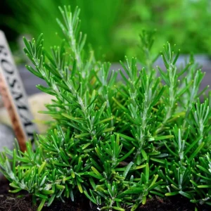 2 Rosemary Plants Live for Planting – 2-3 Inch Tall, 4 Inch Pot – Indoor Outdoor Herb - Image 10