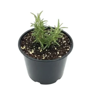 2 Rosemary Plants Live for Planting – 2-3 Inch Tall, 4 Inch Pot – Indoor Outdoor Herb - Image 2