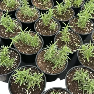 2 Rosemary Plants Live for Planting – 2-3 Inch Tall, 4 Inch Pot – Indoor Outdoor Herb - Image 3