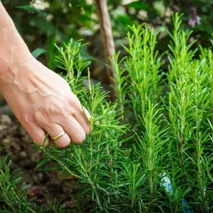 2 Rosemary Plants Live for Planting – 2-3 Inch Tall, 4 Inch Pot – Indoor Outdoor Herb - Image 4