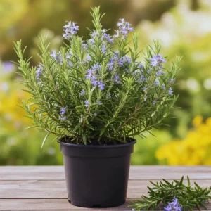 2 Rosemary Plants Live for Planting – 2-3 Inch Tall, 4 Inch Pot – Indoor Outdoor Herb - Image 1