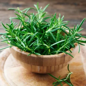 2 Rosemary Plants Live for Planting – 2-3 Inch Tall, 4 Inch Pot – Indoor Outdoor Herb - Image 7