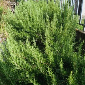 2 Rosemary Plants Live for Planting – 2-3 Inch Tall, 4 Inch Pot – Indoor Outdoor Herb - Image 8