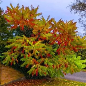 2 Smooth Sumac Trees Live Plants Bare Roots, Dormant, 6-12 Inch Tall, Hardy Outdoor Shrub - Image 2