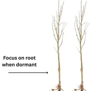 2 Smooth Sumac Trees Live Plants Bare Roots, Dormant, 6-12 Inch Tall, Hardy Outdoor Shrub - Image 3