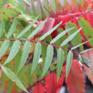 2 Smooth Sumac Trees Live Plants Bare Roots, Dormant, 6-12 Inch Tall, Hardy Outdoor Shrub - Image 5