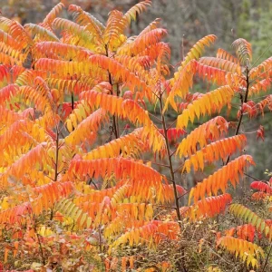 2 Smooth Sumac Trees Live Plants Bare Roots, Dormant, 6-12 Inch Tall, Hardy Outdoor Shrub - Image 6