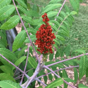 2 Smooth Sumac Trees Live Plants Bare Roots, Dormant, 6-12 Inch Tall, Hardy Outdoor Shrub - Image 7