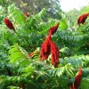 2 Smooth Sumac Trees Live Plants Bare Roots, Dormant, 6-12 Inch Tall, Hardy Outdoor Shrub - Image 1