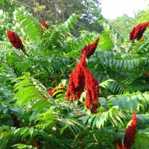 2 Smooth Sumac Trees Live Plants Bare Roots, Dormant, 6-12 Inch Tall, Hardy Outdoor Shrub - Image 1