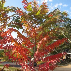 2 Smooth Sumac Trees Live Plants Bare Roots, Dormant, 6-12 Inch Tall, Hardy Outdoor Shrub - Image 8