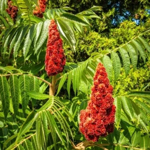 2 Smooth Sumac Trees Live Plants Bare Roots, Dormant, 6-12 Inch Tall, Hardy Outdoor Shrub - Image 9