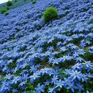 20 Blue Downy Clematis macropetala Hybrid Flower Seeds - Hardy Climber Vine Plant - Image 2